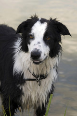 border collie