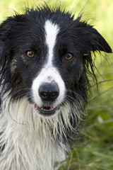 border collie