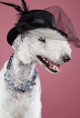 Fashionable dog in lady hat