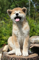 Akita inu puppy on a tree stump
