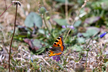 Orange, brown and golden butterfly on a purpe plant in the field