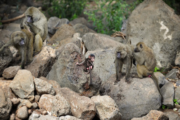 Paviane Sozialkontakt