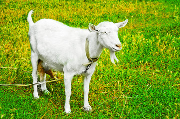 Goat grazed on a meadow