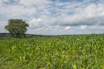 Corn growing on a field in summer