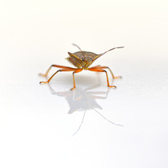 The Bug