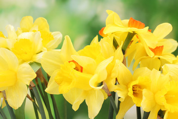 beautiful yellow daffodils  on green background