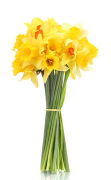 beautiful bouquet of yellow daffodils isolated on white