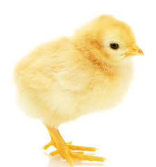 beautiful little chicken isolated on the white