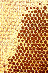 yellow beautiful honeycomb with honey, background