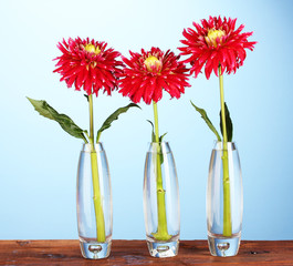 Beautiful red dahlias in vases on blue background