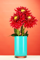 Beautiful red dahlias in vase on red  background close-up