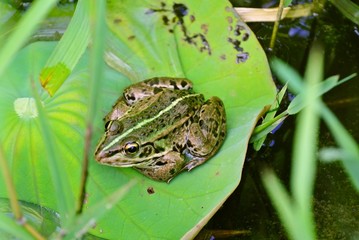 トノサマガエル