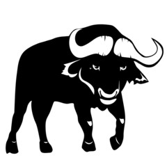 Buffalo on a white background