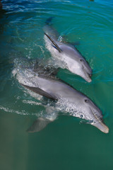 Dolphins