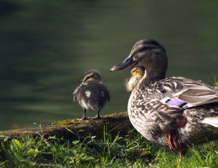 Mallard and Chicks