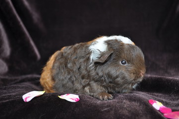 cochon d'Inde , cobaye, bébé CH Teddy, choco, doré et blanc
