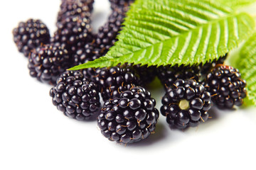 blackberry on a white background