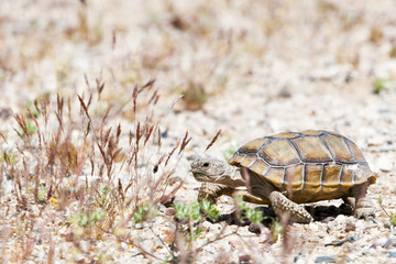 walking turtle at american desert between grass and gravel