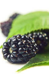 blackberry on a white background