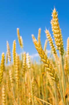 Mature ears of wheat.