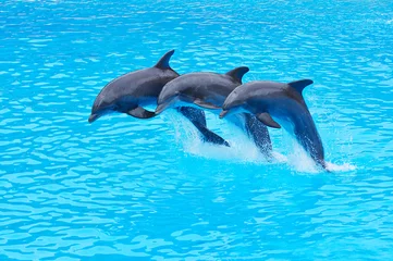 Papier Peint photo Dauphins Grands dauphins sautant, Tursiops truncatus