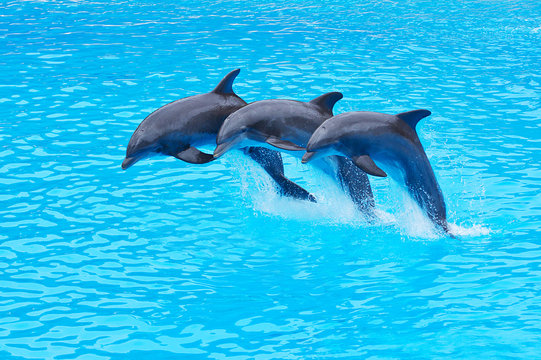 Leaping Bottlenose Dolphins, Tursiops Truncatus