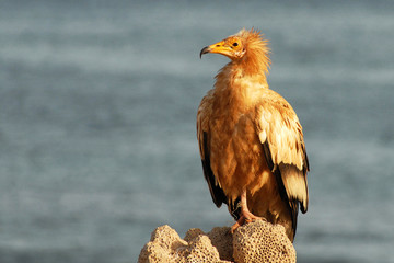 Vautour percnoptère