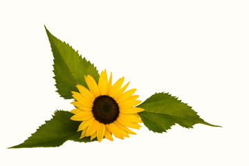 sunflower with three leaves