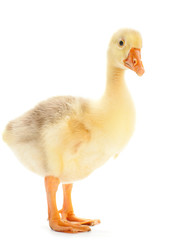 Goose isolated