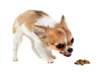eating puppy chihuahua