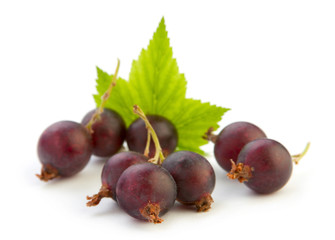 Josta hybrid gooseberry and black currant