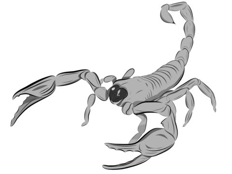 Scorpion with the lifted tail and the exposed claws
