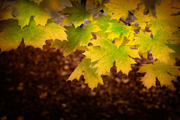 Autumn leaves