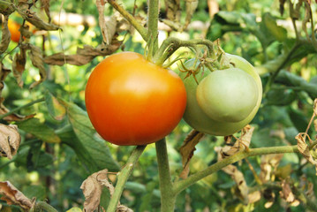 pomodori