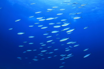 Fototapeta na wymiar Ławica ryb Sardynka na niebieskim tle oceanu