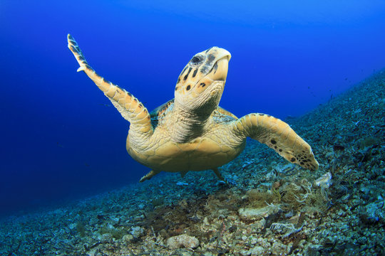 Hawksbill Turtle