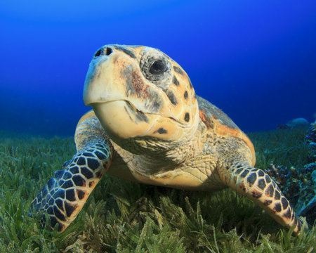 Close up of face of Hawksbill Sea Turtle