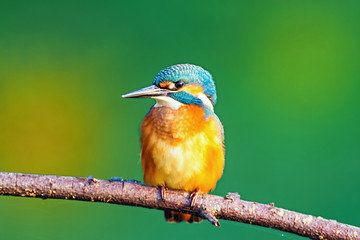 Kingfisher (Alcedo atthis)