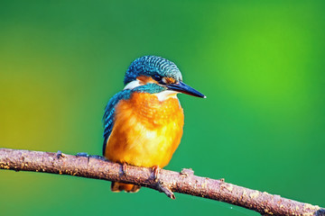 Kingfisher (Alcedo atthis)