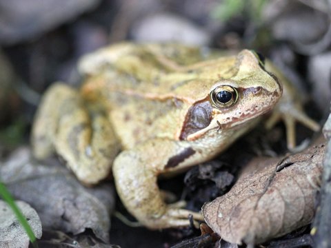 Grasfrosch