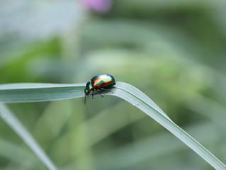 Prächtiger Blattkäfer (Chrysolina fastuosa)