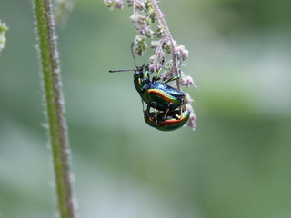 Blattkäferpaarung