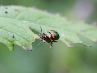 Prächtiger Blattkäfer (Chrysolina fastuosa)