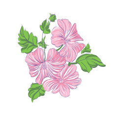 Beautiful Flowers pink  vector illustration