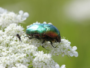 Rosenkäfer auf Wilder Möhre