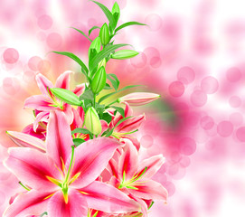 pink lilies close up
