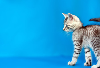 Obraz premium gray kitten