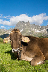 Fototapeta na wymiar Krowa na pastwisku