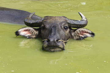 Naklejka premium Búfalo de agua