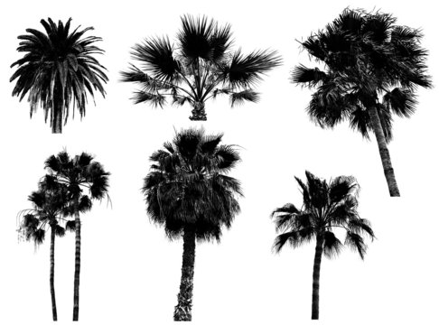 palms trees silhouette collection